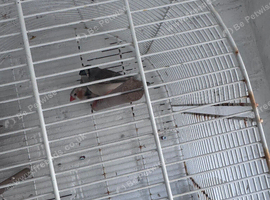 Zebra finches
