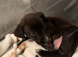 Puppy for sale