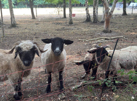 1 Pedigree Valais Blacknose ewe 1 Suffolk ewe and 2 wethers