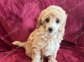 Extensively Health Tested kc toy poodle puppies