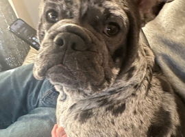 French x English bulldog