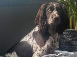 Sprocker puppies