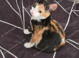 Calico girl