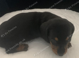 Girl puppy dachshund