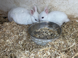 Netherlan dwarfs