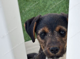 Border x Lakeland terrier pups