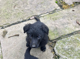 Pedigree German Shepherd puppies