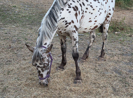 Appoloosa 2yr old