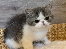 Outstanding Exotic Shorthair Kittens