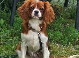 Cavalier girl puppy
