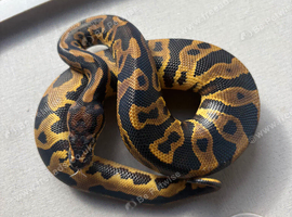 Male Leopard yellowbelly het Dg ph pied royal python for sale