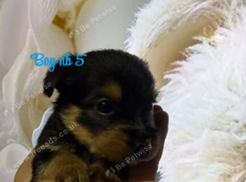 Yorkshire terrier puppies