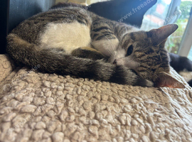 Kittens for sale