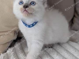 Gorgeous Ragdoll Kittens &ndash; 3 Boys & 2 Girls