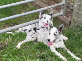 Border Collie Male