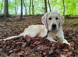 Murphy - 6 Month-Old Golden Retiever