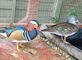 Breeding pair mandarin wood ducks for sale