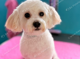 Beautiful little poochon girl