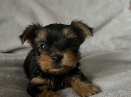 Yorkshire terrier