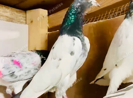 Pakistani Teddy Pigeons highflying