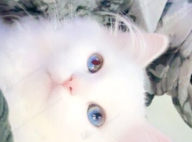 White ragdoll kitten bi color eyes