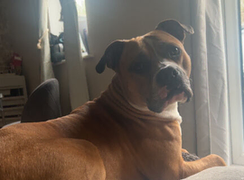 Beautiful Dog