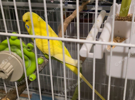 Bonded pair of budgies