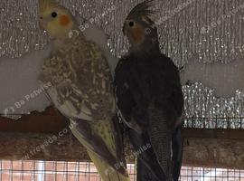 2 beautiful Cockatiels looking for new home.