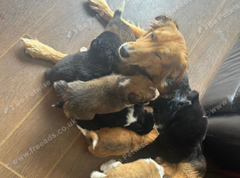 7 collie puppies