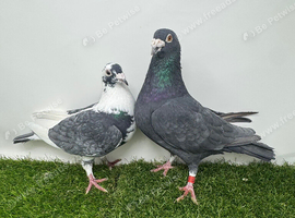 Coloured Racing Pigeon