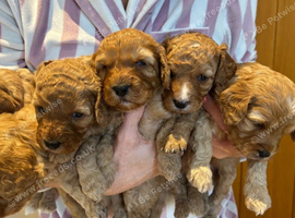 Beautiful Cavapoo Girls Ready for Loving Homes