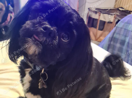 3 Shih Tzu pups