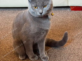 Male cat for sale