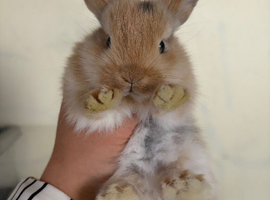 Pure breed mini lops- baby mini lops