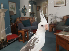 Hand reared cock Cockatiel (Monty)