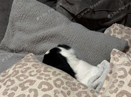 9 week old sprocker
