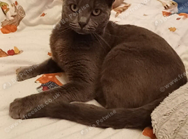 Female British shorthair