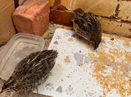 Coturnix jumbo quails