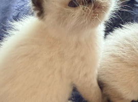 Colourpoint Exotic Shorthair Kittens