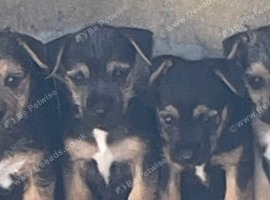 Border terrier cross jack Russell
