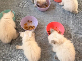 Fully pedigree blue point kittens