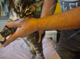 Bengal half mix