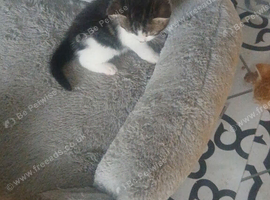 Kittens