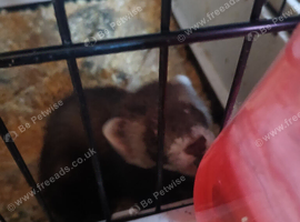 5 kits polecat