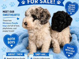 Beautiful Miniature poodle