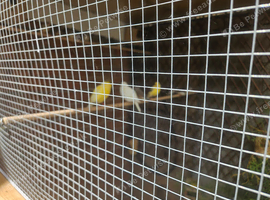 6 canaries for sale