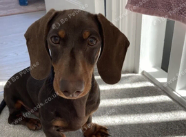 Miniutes dachshund boy