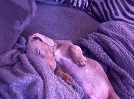 Miniature dachshund