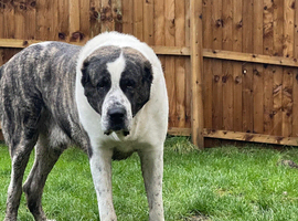 Stud central Asian Shepard actual pedigree