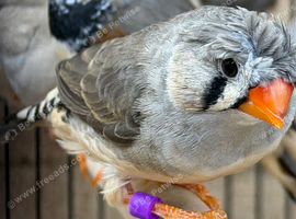 Assorted zebra finches